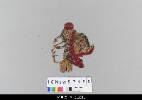 藏品(中國湖北皮影戲偶頭-生)的圖片